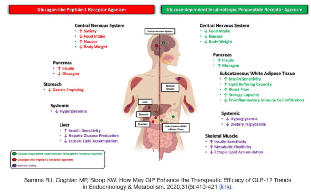 Viking Therapeutics: Undervalued Leader in the Next Obesity Drug Revolution